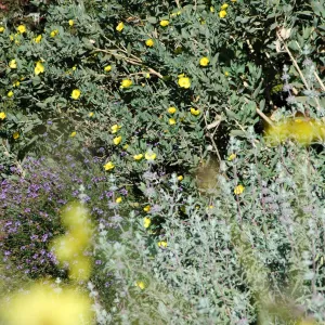Upper Meadow in bloom, Dendromecon