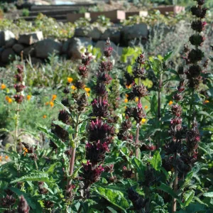 Hummingbird sage, Salvia spathacea in the upper Meadow border