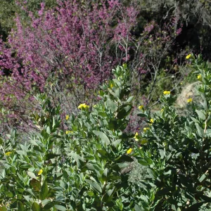 Dendromecon with Cercis occidentalis (Redbud)in the upper Meadow