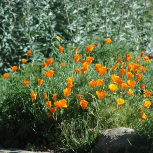 California poppies, Eschscholzia californica, on the edge of the Meadow
