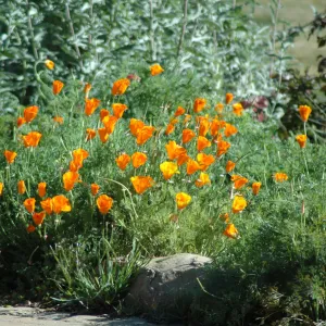 California poppies, Eschscholzia californica, on the edge of the Meadow