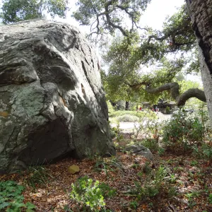 Blaksley Boulder, Oak tree canopy, sunlight