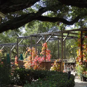Vitis â€˜Rogers Red' in full color on the Courtyard Terrace at SBBG