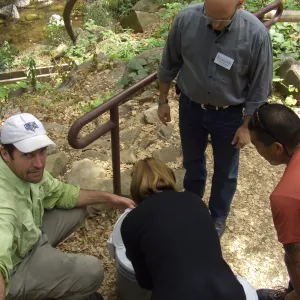 Steelhead trout release below Mission Dam