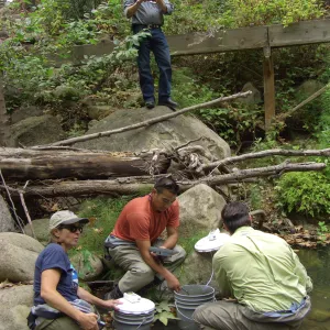 Steelhead trout release below Mission Dam. Matching the temperature of the water in the buckets to the pool.