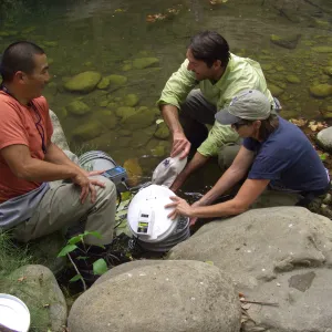 Steelhead trout release below Mission Dam. Releasing the remaining larger fish. They had to be encouraged to leave the bucket.
