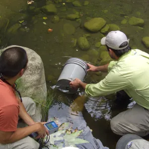 Steelhead trout release below Mission Dam. Releasing the remaining larger fish. They had to be encouraged to leave the bucket.