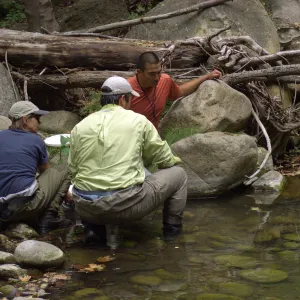 Steelhead trout release below Mission Dam. Releasing the remaining larger fish. They had to be encouraged to leave the bucket.