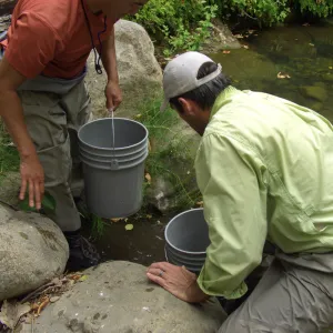 Steelhead trout release below Mission Dam. Releasing the smaller fish.
