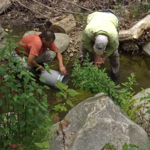 Steelhead trout release below Mission Dam. Releasing the smaller fish.