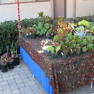 SBBG Holiday Marketplace, 2006