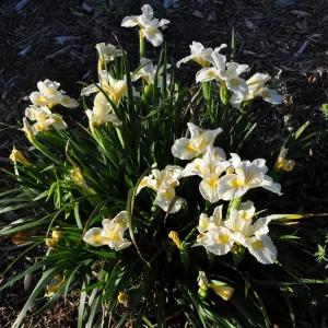 Heather Wehnau garden, Iris Canyon Snow