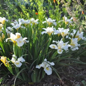 Heather Wehnau garden, Iris Canyon Snow