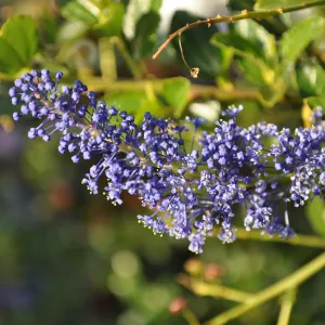 Heather Wehnau garden, Ceanothus YBN Blue