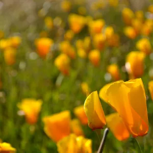 Native Plant Tour, UCSB North Parcel