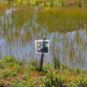 Native Plant Tour, UCSB North Parcel