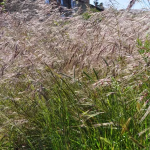 Native Plant Tour, UCSB North Parcel