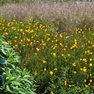 Native Plant Tour, UCSB North Parcel
