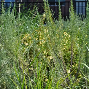 Native Plant Tour, UCSB North Parcel