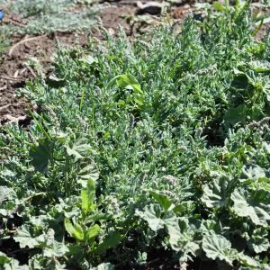 Native Plant Tour, UCSB North Parcel
