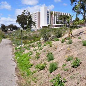 Native Plant Tour, UCSB San Nicholas wetlands