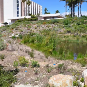 Native Plant Tour, UCSB San Nicholas wetlands
