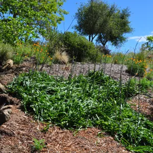 Native Plant Tour,Toro Canyon, Wallin garden