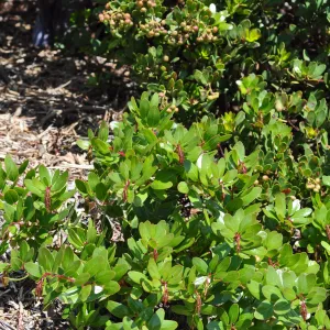 Native Plant Tour,Toro Canyon, Wallin garden