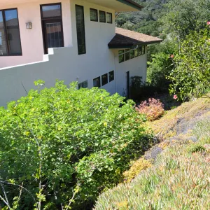 Native Plant Tour,Toro Canyon, Wallin garden