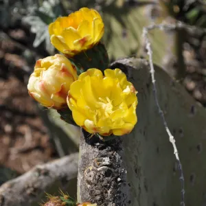 Native Plant Tour, Sovich garden (Prickly-pear)