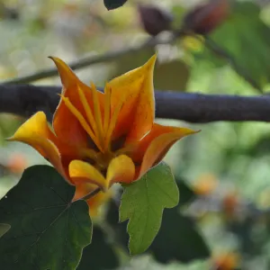 Native Plant Tour, Sovich garden
