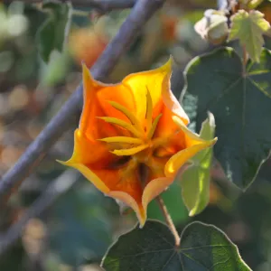Native Plant Tour, Sovich garden