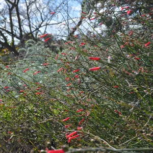 Native Plant Tour, Sovich garden