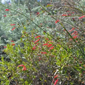 Native Plant Tour, Sovich garden