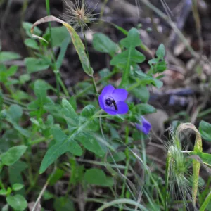 Garden field trip to Indian Knob, San Luis Obispo county