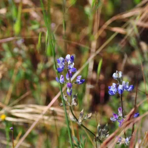 Garden field trip to Indian Knob, San Luis Obispo county