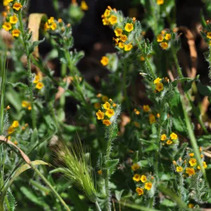 Garden field trip to Indian Knob, San Luis Obispo county