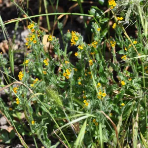 Garden field trip to Indian Knob, San Luis Obispo county