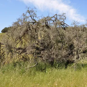 Garden field trip to Indian Knob, San Luis Obispo county