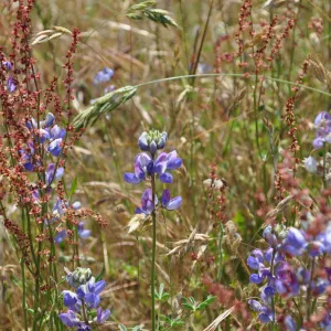 Garden field trip to Indian Knob, San Luis Obispo county