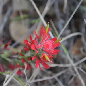 Garden field trip to Indian Knob, San Luis Obispo county