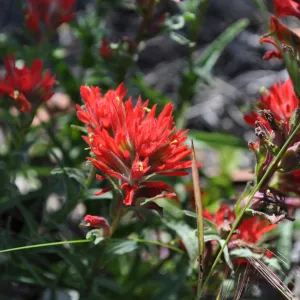 Garden field trip to Indian Knob, San Luis Obispo county