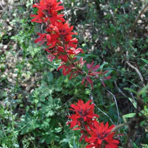 Garden field trip to Indian Knob, San Luis Obispo county