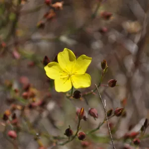 Garden field trip to Indian Knob, San Luis Obispo county