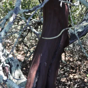 Garden field trip to Indian Knob, San Luis Obispo county