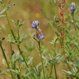 Garden field trip to Indian Knob, San Luis Obispo county
