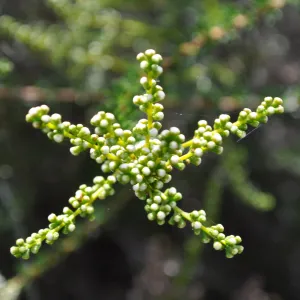 Garden field trip to Indian Knob, San Luis Obispo county