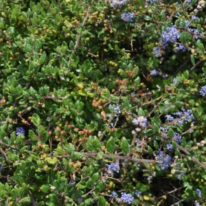 Garden field trip to Indian Knob, San Luis Obispo county