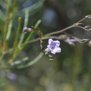 Garden field trip to Indian Knob, San Luis Obispo county