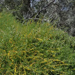 Garden field trip to Indian Knob, San Luis Obispo county